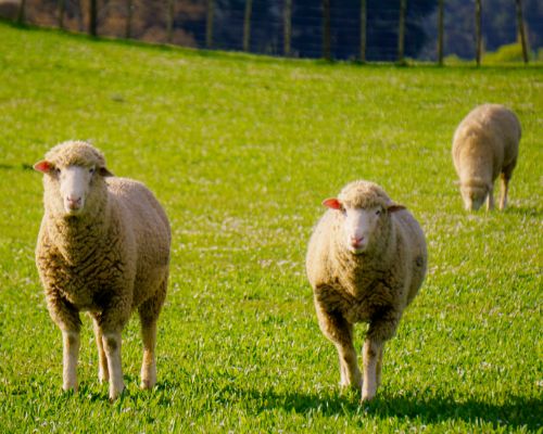 Sheep Livestock Australian Farm