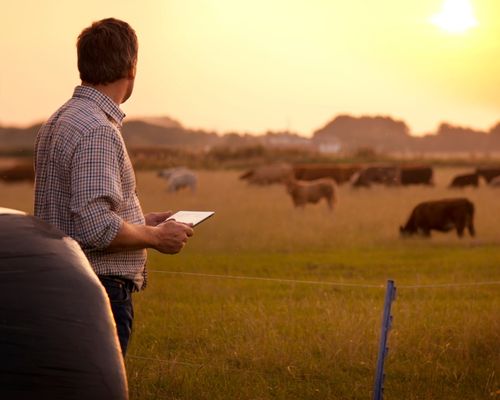 Farmer Checking Cattle livestock