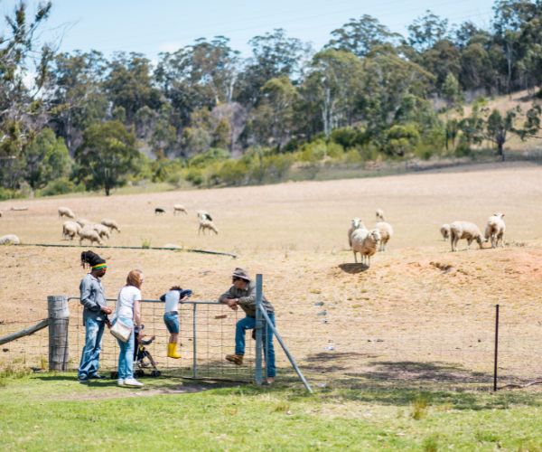 Australian Sheep Rural Farm