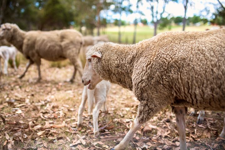 Sheep Farming In Toowoomba